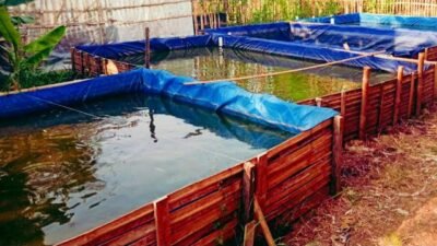 Panduan Lengkap Budidaya Ikan Lele