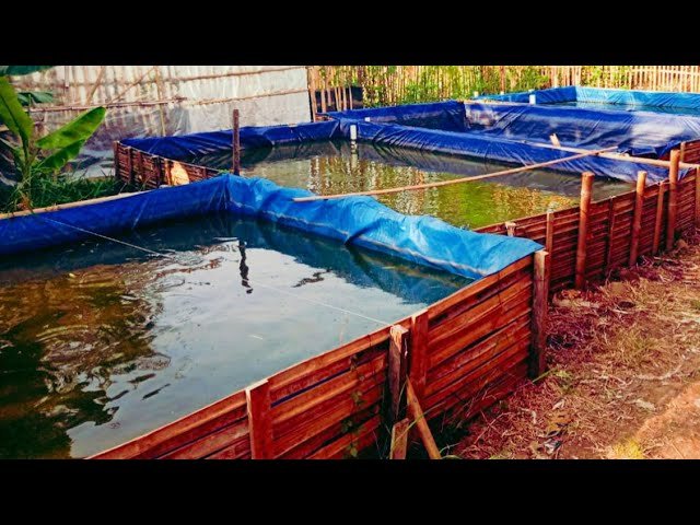 Panduan Lengkap Budidaya Ikan Lele
